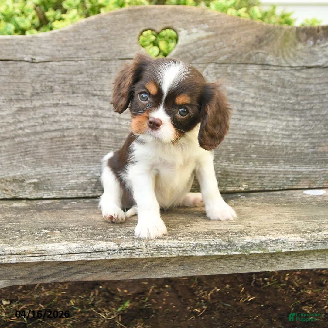 Cavalier King Charles Spaniel dogs for sale: Tessa - Ad 1