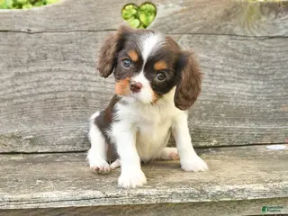 Cavalier King Charles Spaniel dogs for sale: Tessa - Ad 2