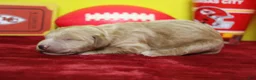 Goldendoodle dogs for sale: Blaze  - Ad 4