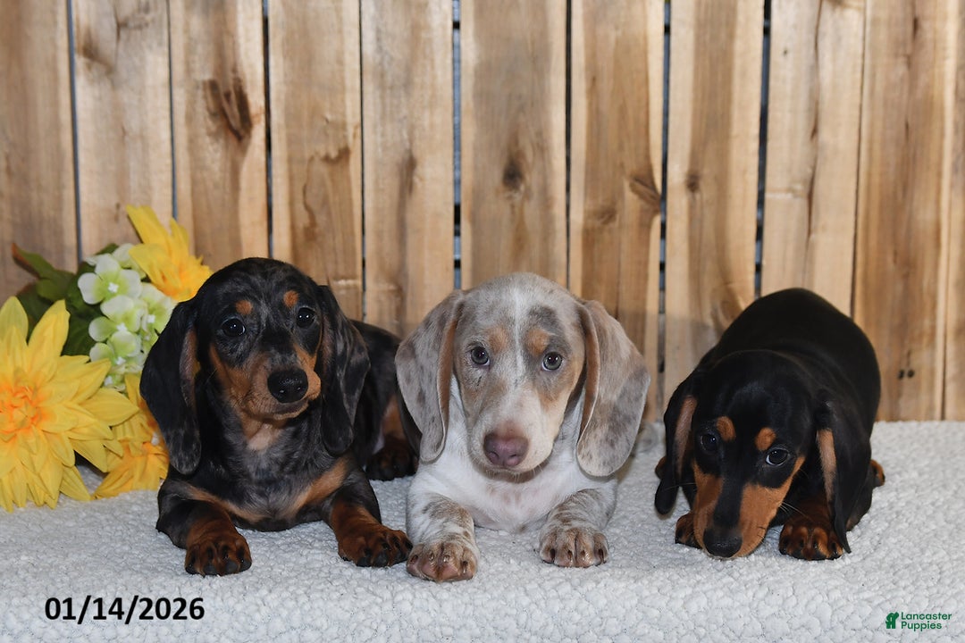 Miniature Dachshund dogs for sale: Valerie - Ad 2