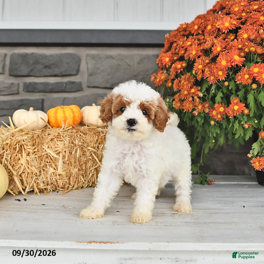 Cavapoo dogs Bennie - Ad 2