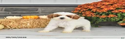 Cavapoo dogs for sale: Bennie - Ad 2