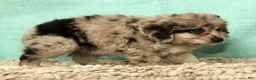 Mini Aussiedoodle dogs for sale: Moose - Ad 8