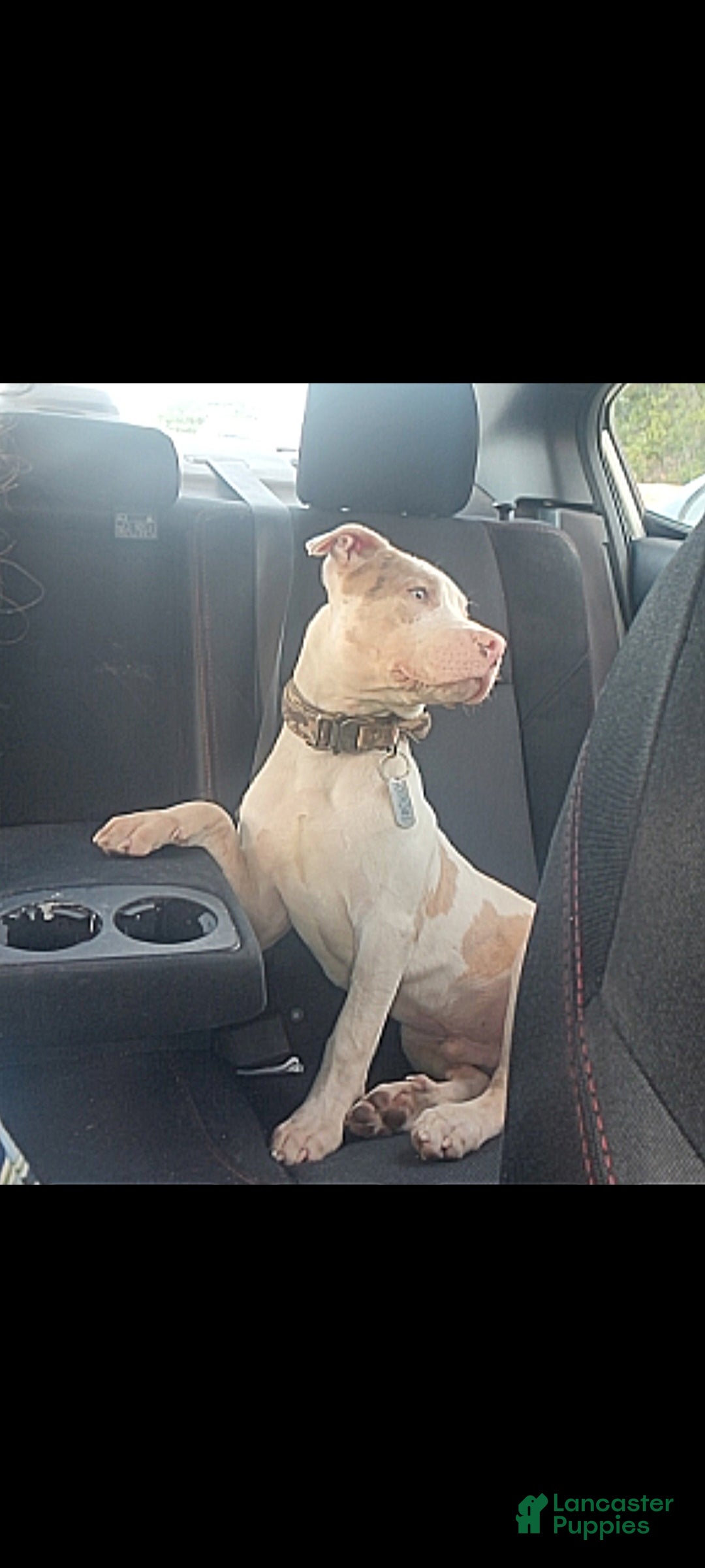 American Bully dogs American Bully 1 - Ad 6