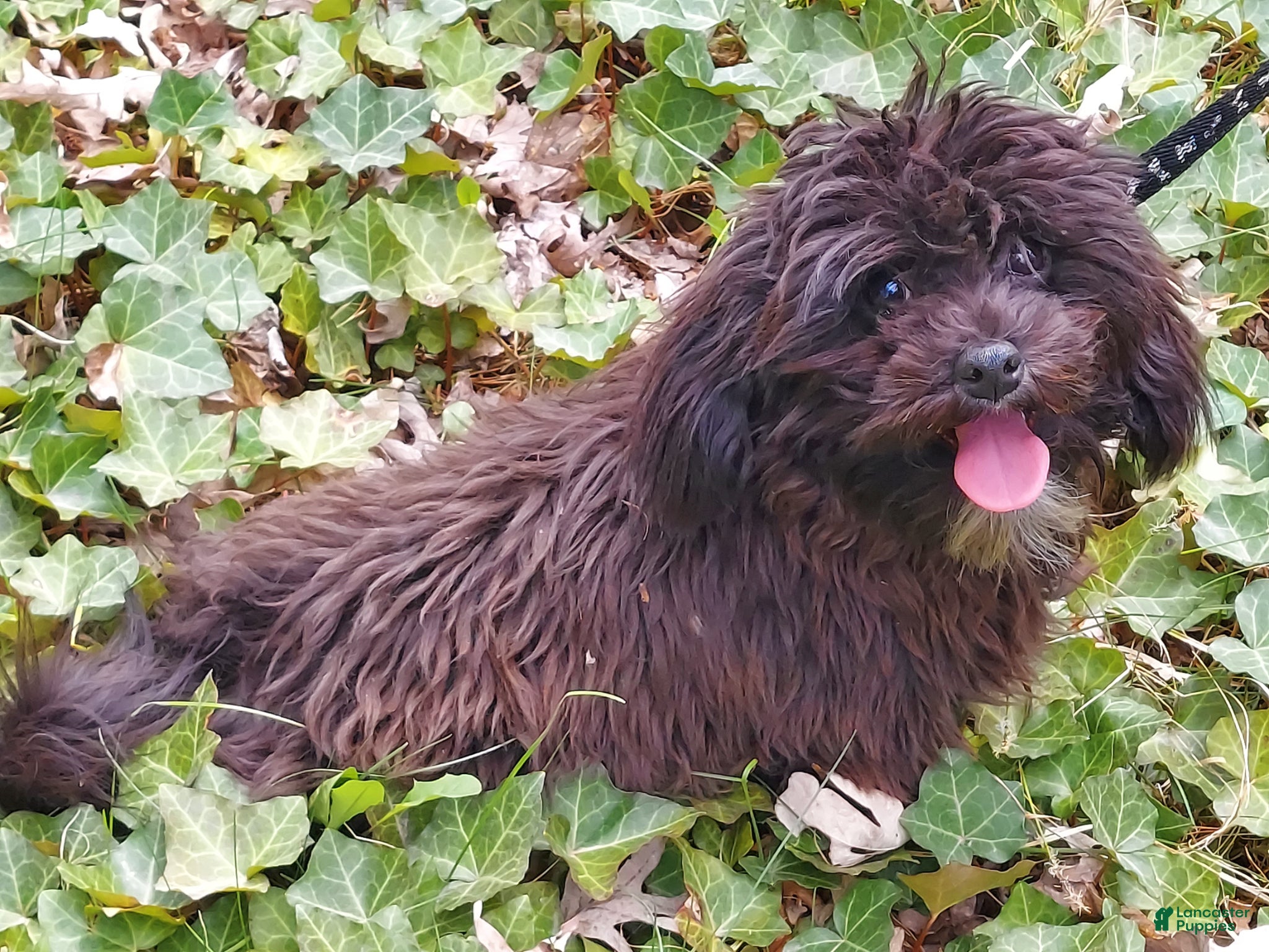 Maltipoo dogs Mini --- Maltipoo, in home raised, non-shedding - Ad 2