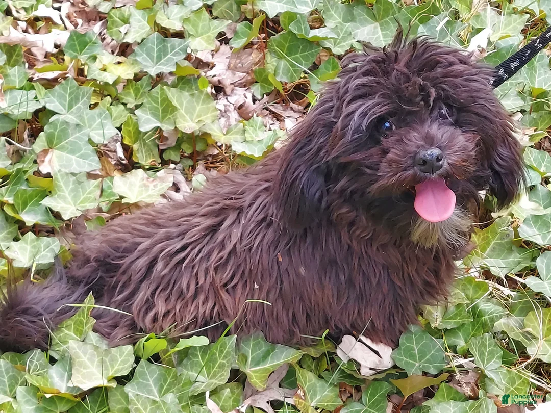 Maltipoo dogs for sale: Mini --- Maltipoo, in home raised, non-shedding - Ad 2