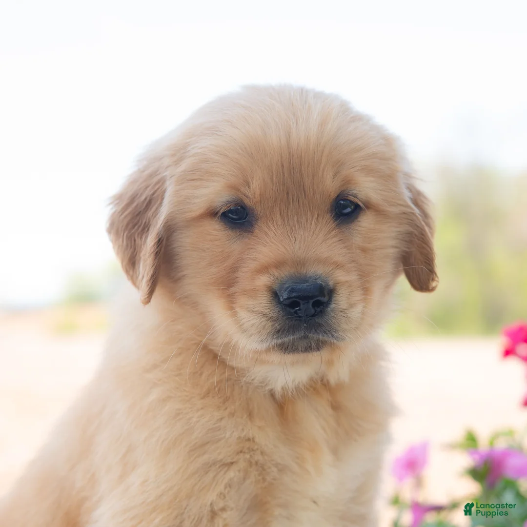 Golden Retriever dogs for sale: Mocha  - Ad 1