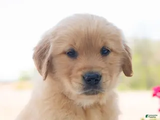 Golden Retriever dogs for sale: Mocha - Ad 1