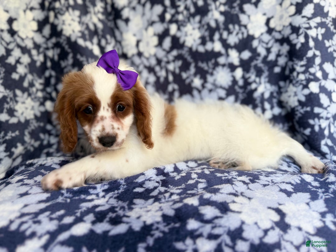 Cavapoo dogs for sale: Maple - Ad 5