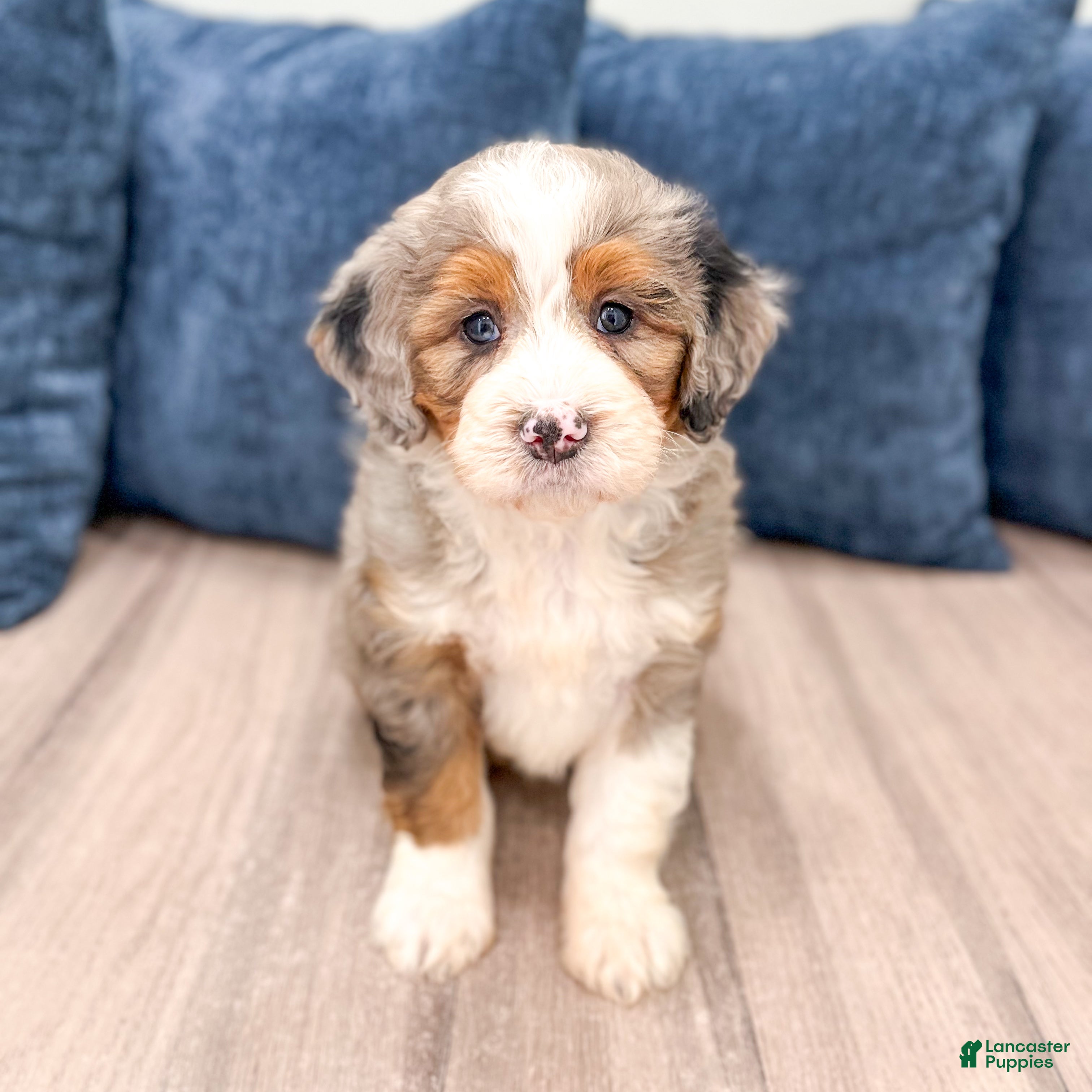 Mini Bernedoodle dogs for sale: Walter - Ad 2