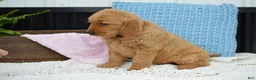 Golden Retriever dogs for sale: Daisy - Ad 2