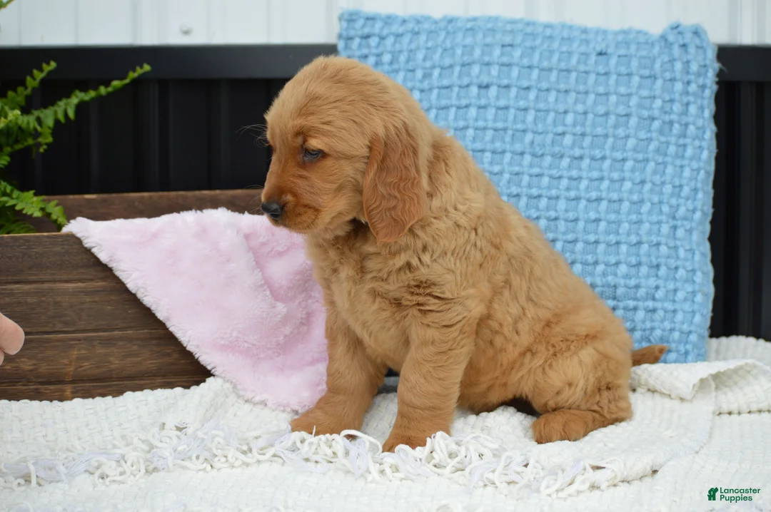 Golden Retriever dogs for sale: Daisy - Ad 2