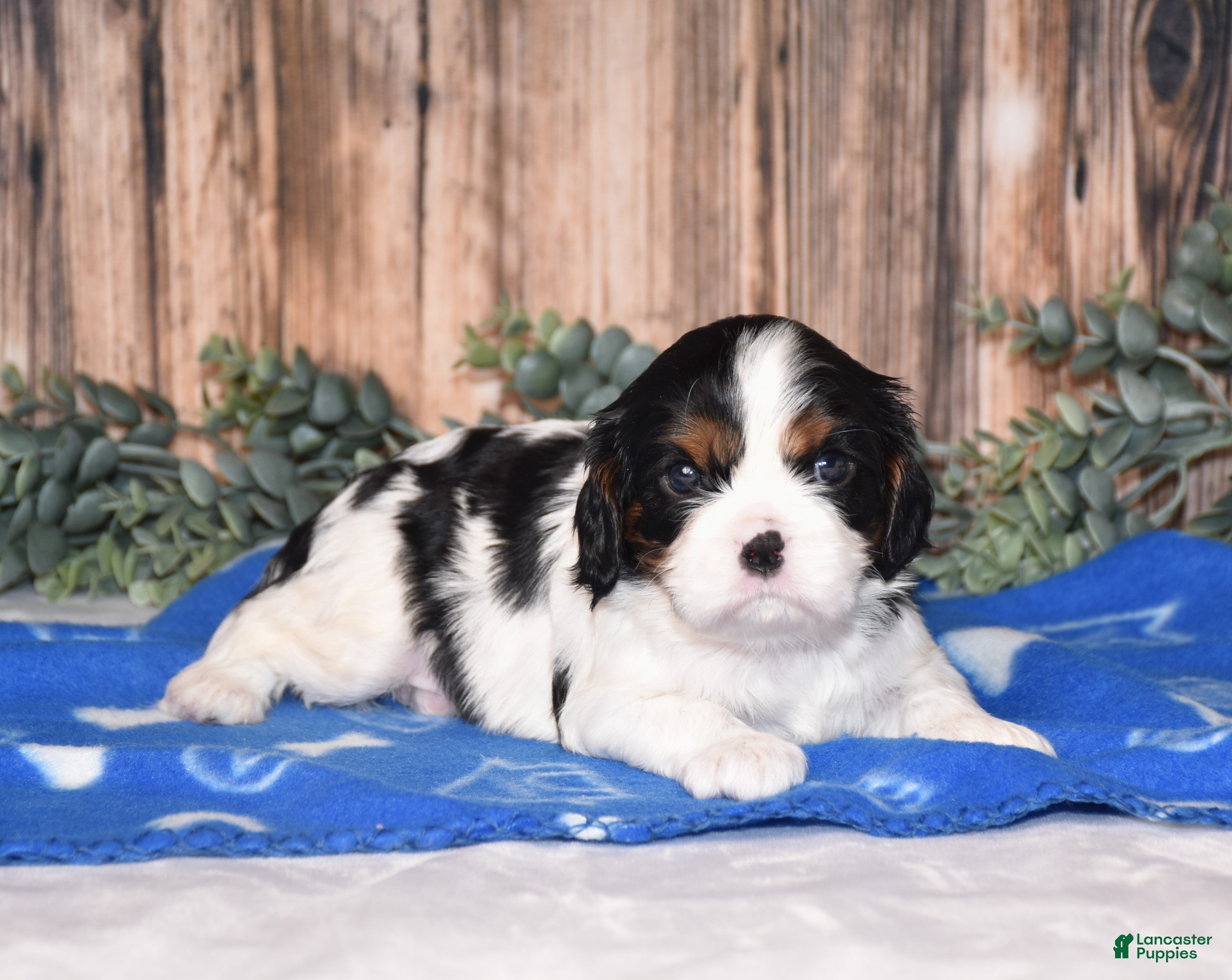 Cavalier King Charles Spaniel dogs Deigo - Ad 1