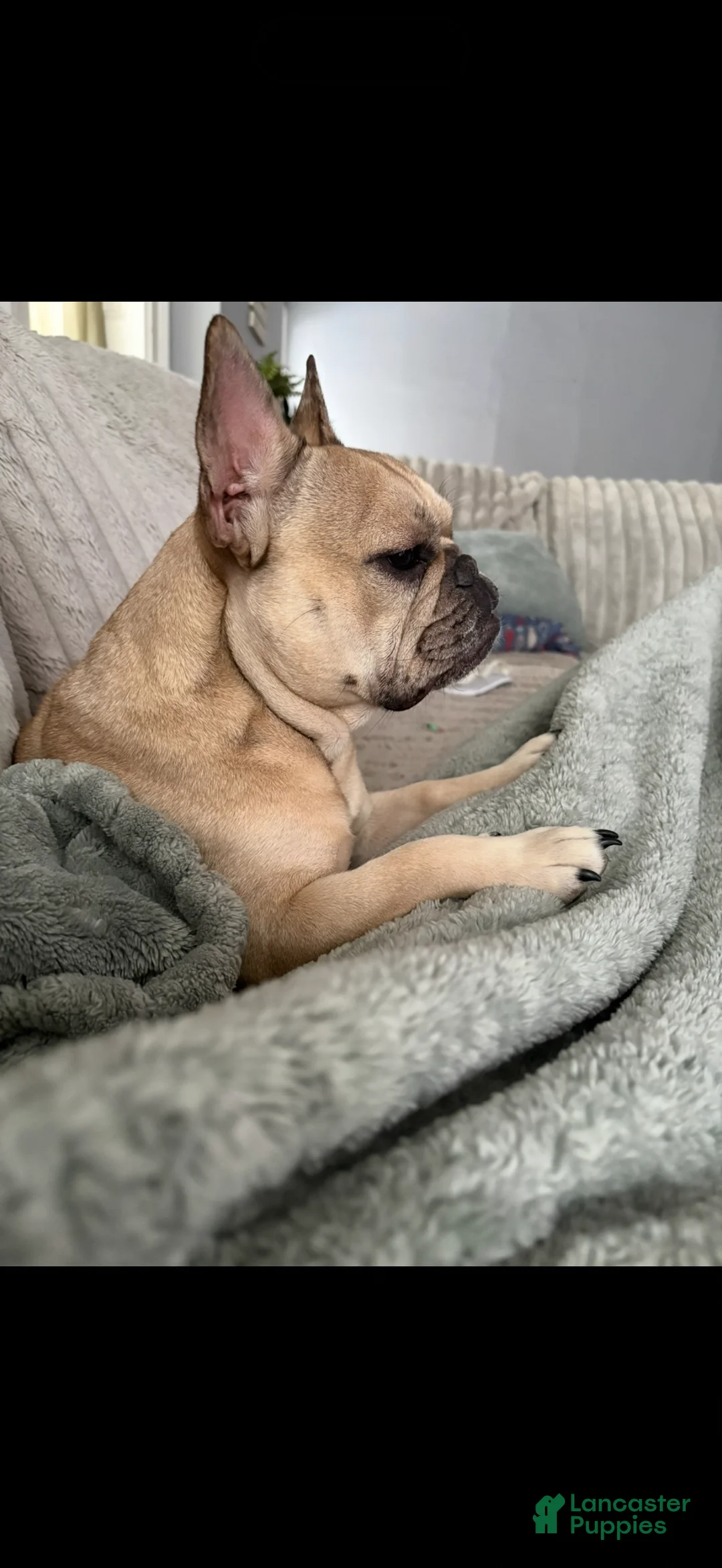 French Bulldog dogs for sale: French Bulldog Puppy 3 - Ad 2