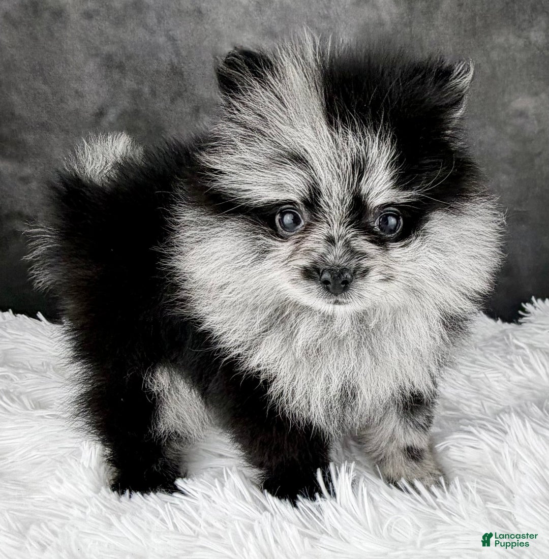 Pomeranian dogs for sale: Noel AKC - Ad 4