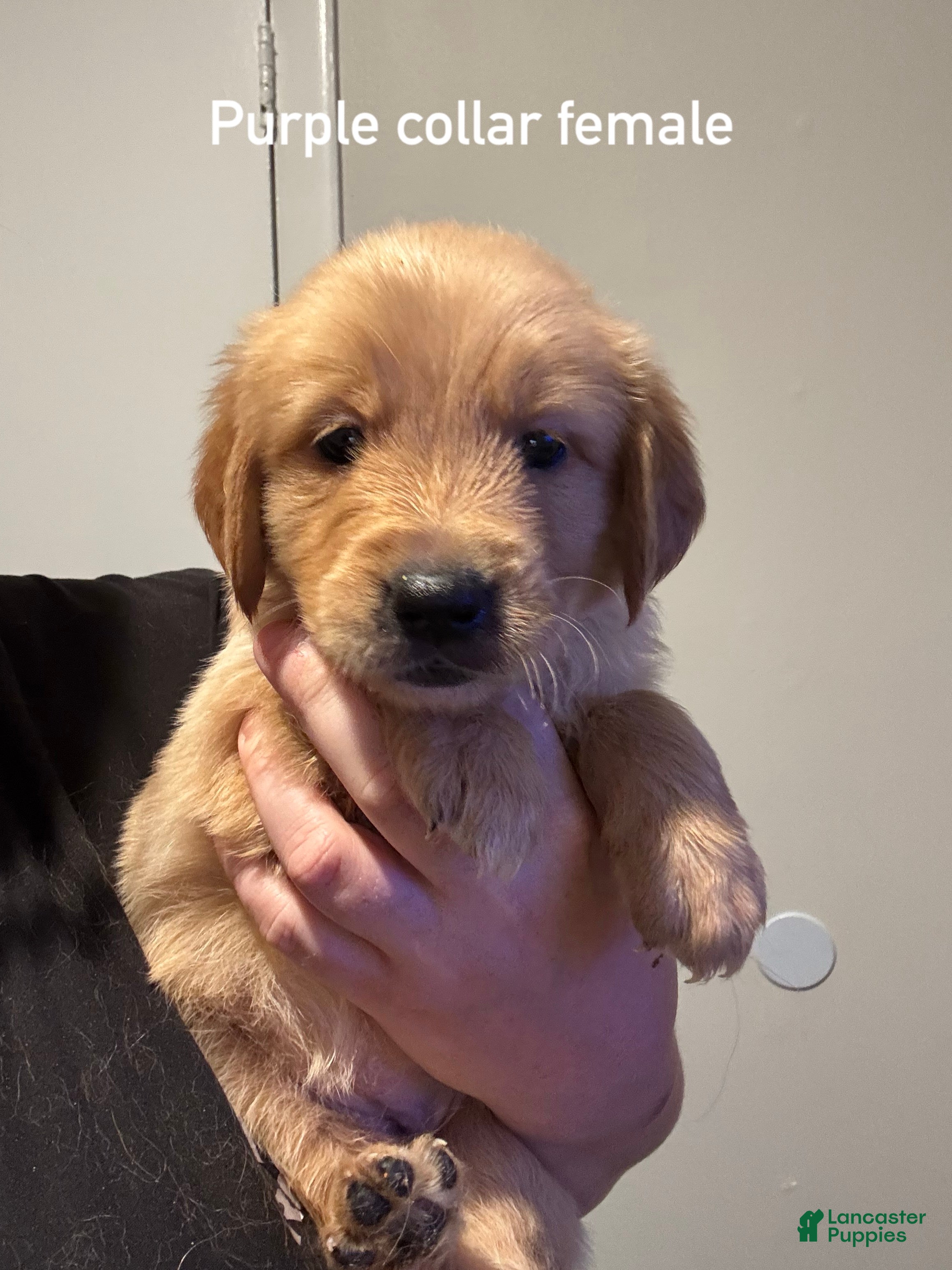 Golden Retriever dogs Purple collar Golden Retriever 7 - Ad 42