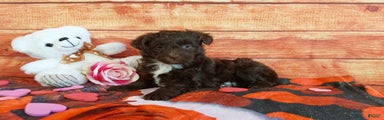 Aussiedoodle Puppy 3