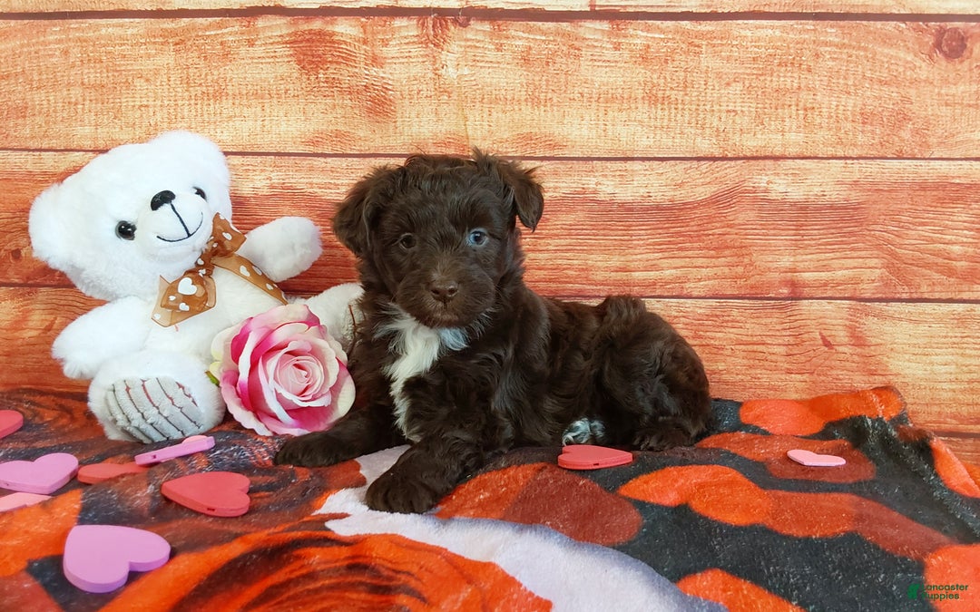 Aussiedoodle dogs for sale: Aussiedoodle Puppy 3 - Ad 1