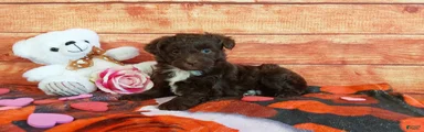 Aussiedoodle Puppy 3