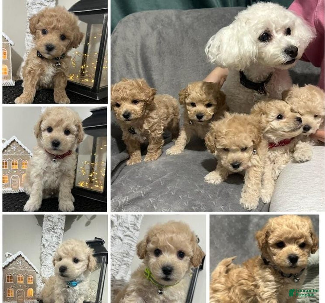 Maltipoo dogs for sale: Sam - Ad 9