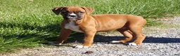 Boxer dogs for sale: Kirsi  - Ad 1
