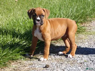 Boxer dogs Kirsi - Ad 41