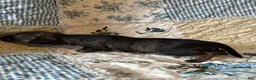 Chiweenie dogs for sale: Chiweenie 2 - Ad 6