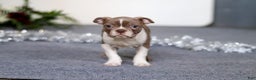 Boston Terrier dogs for sale: Harrison - Ad 5