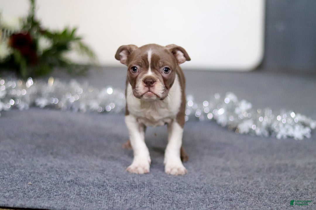 Boston Terrier dogs for sale: Harrison - Ad 5