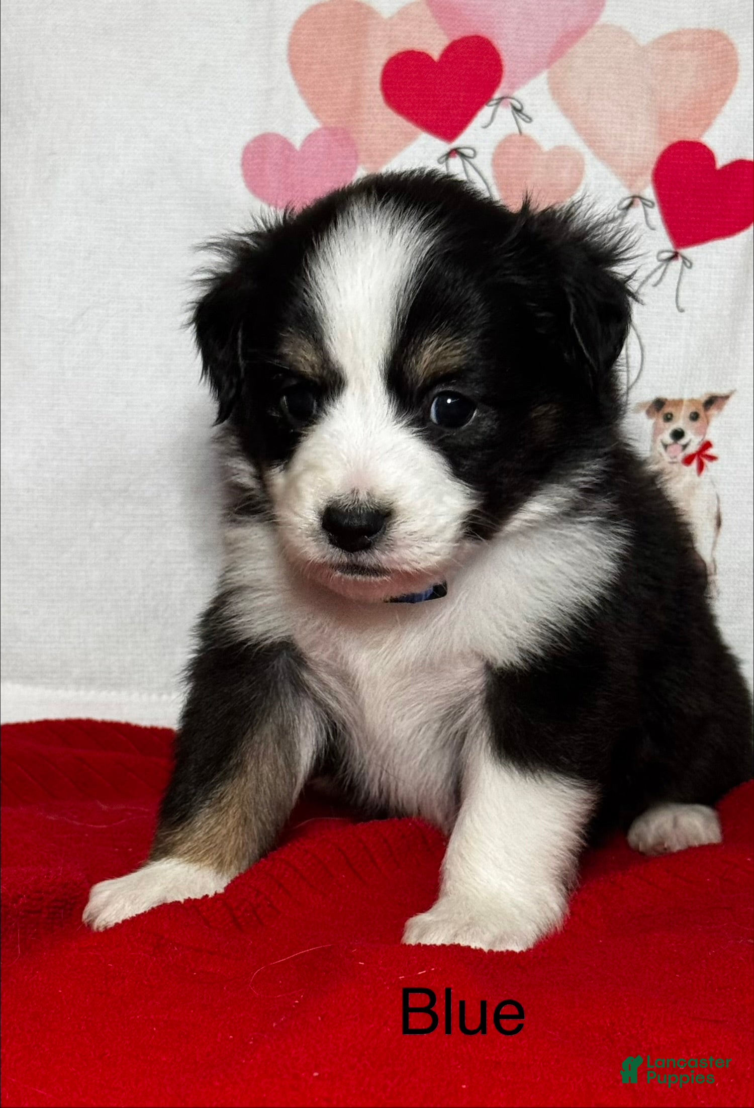 Miniature Australian Shepherd dogs Miniature Australian Shepherd Puppy 10 - Ad 3