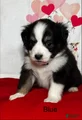 Miniature Australian Shepherd Blue - Puppy 10