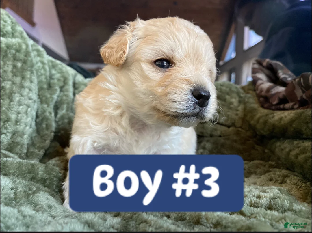 Mixed Breed dogs for sale: Mixed Breed Puppy 6 - Ad 1