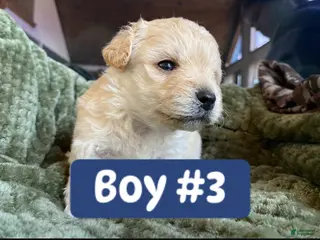 Mixed Breed dogs Mixed Breed Puppy 6 - Ad 23