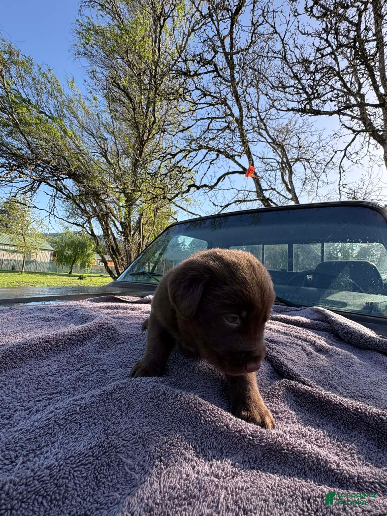 Mixed Breed dogs Mixed Breed Puppy 1 - Ad 10