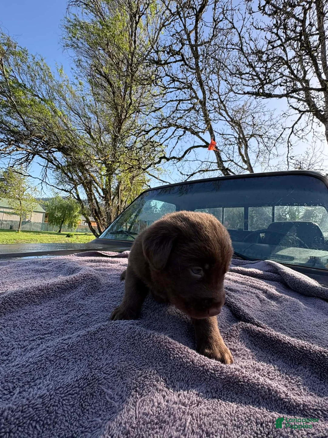 Mixed Breed dogs for sale: Mixed Breed Puppy 1 - Ad 1
