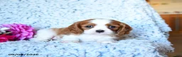 Cavalier King Charles Spaniel dogs for sale: Zephaniah - Ad 4
