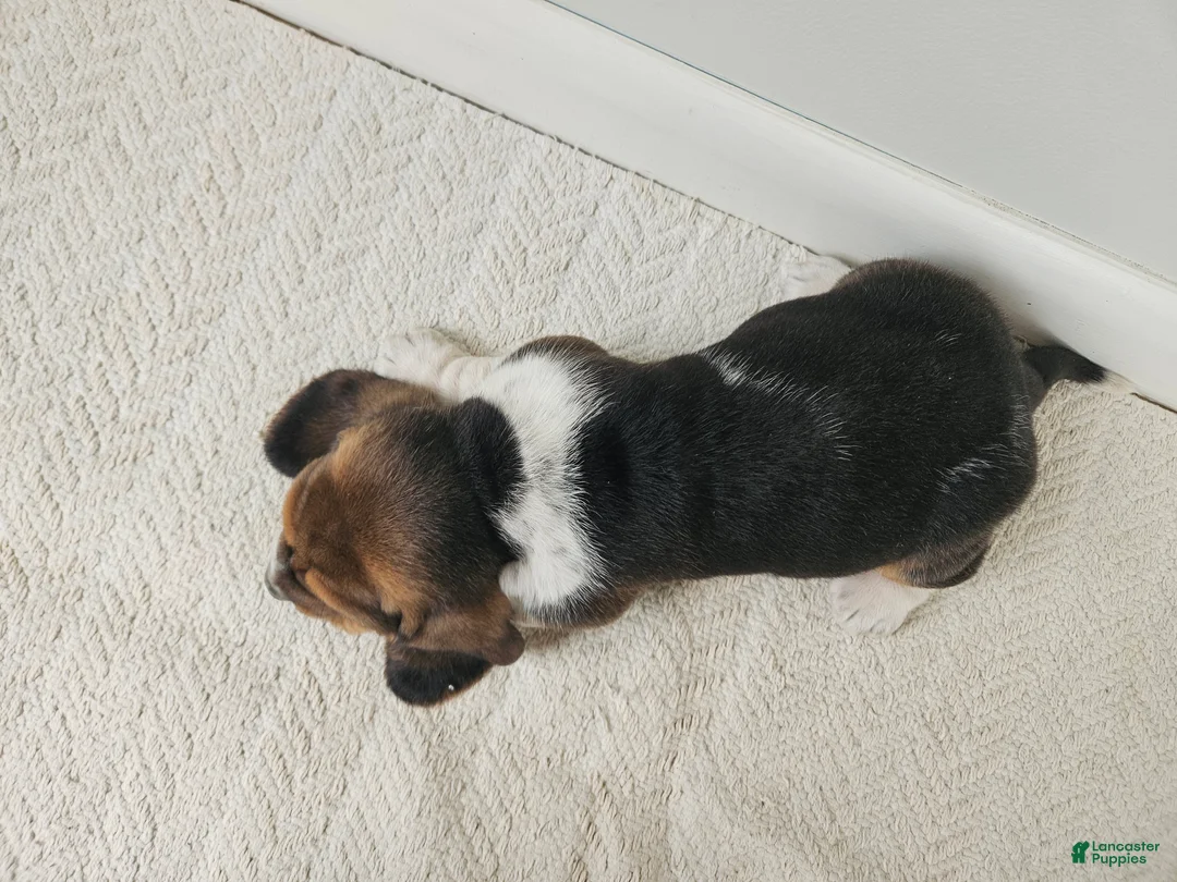 Basset Hound dogs for sale: Moose - Ad 3