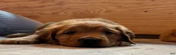 Golden Retriever dogs for sale: Girl 1 - Ad 3