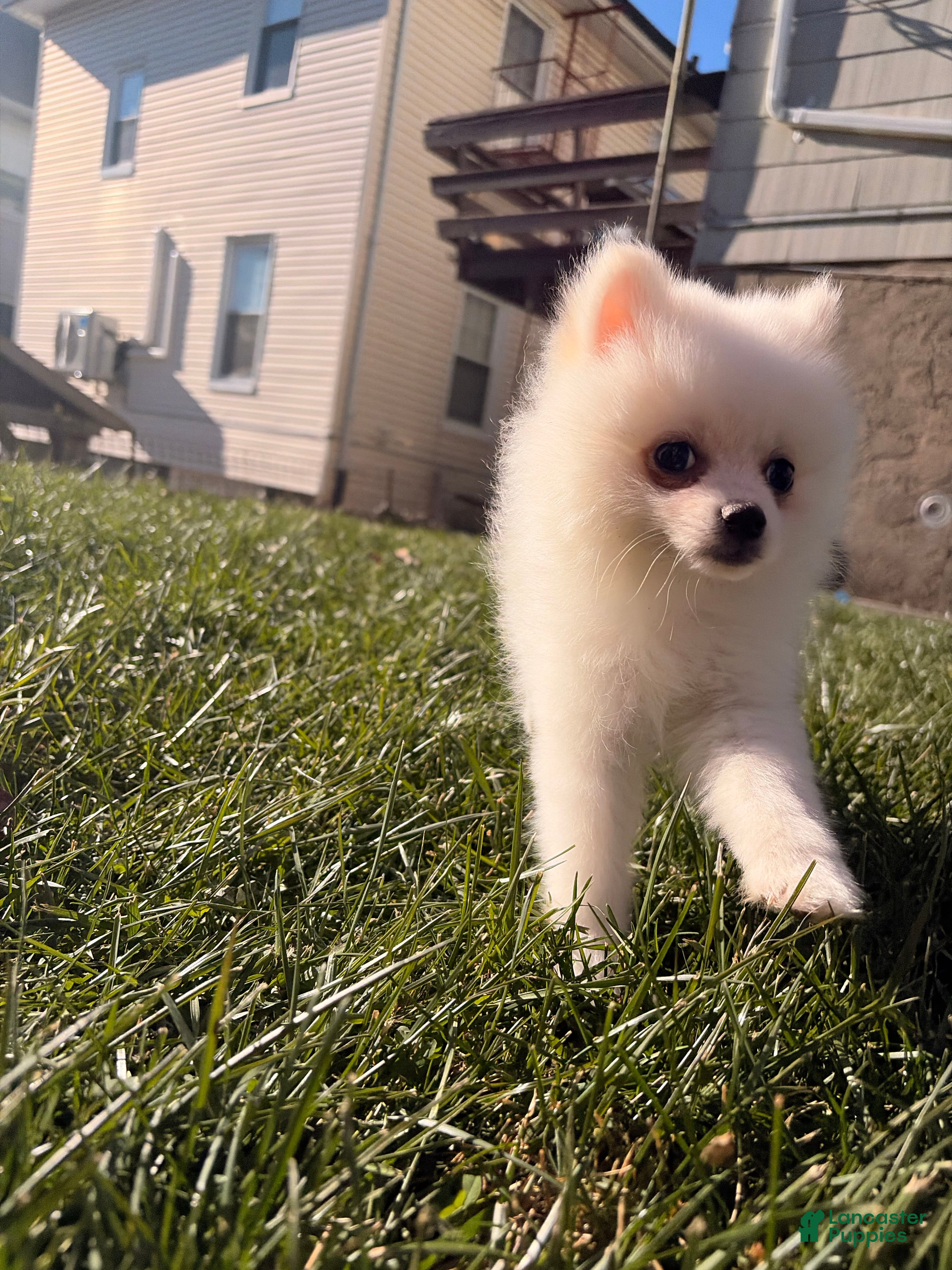 Pomeranian dogs Sally - Ad 40