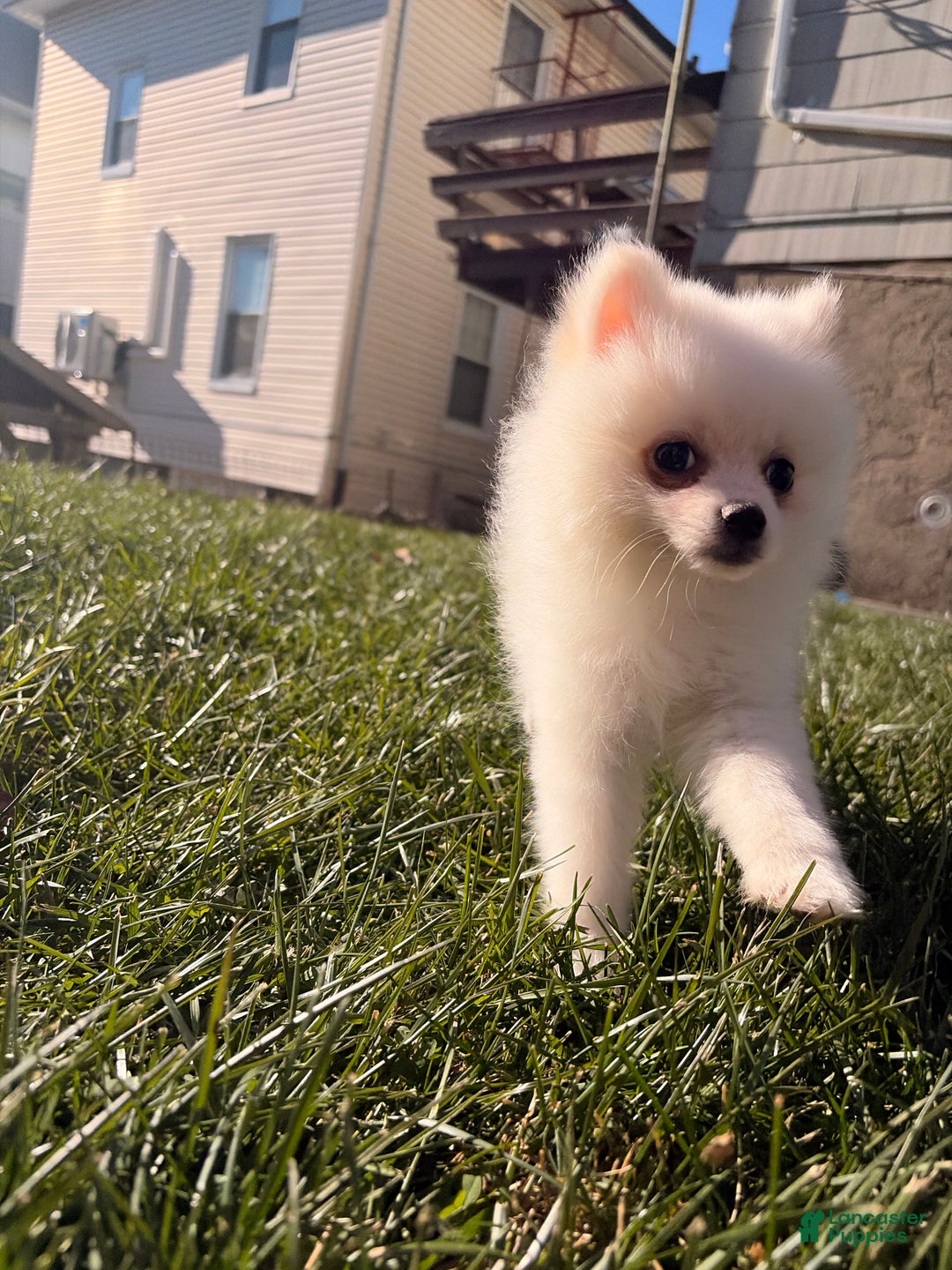 Pomeranian dogs for sale: Sally - Ad 1