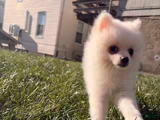 Pomeranian dogs Sally - Ad 33