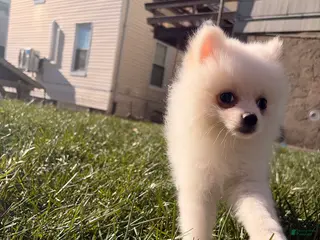 Pomeranian dogs Sally - Ad 8