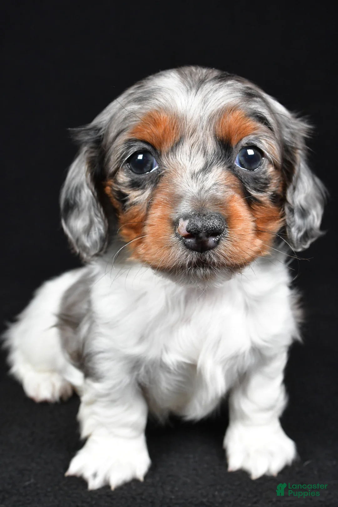 Miniature Dachshund dogs for sale: Cassandra - Ad 2