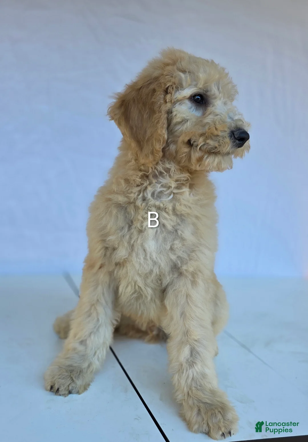 Goldendoodle dogs for sale: Biscuit - Ad 9
