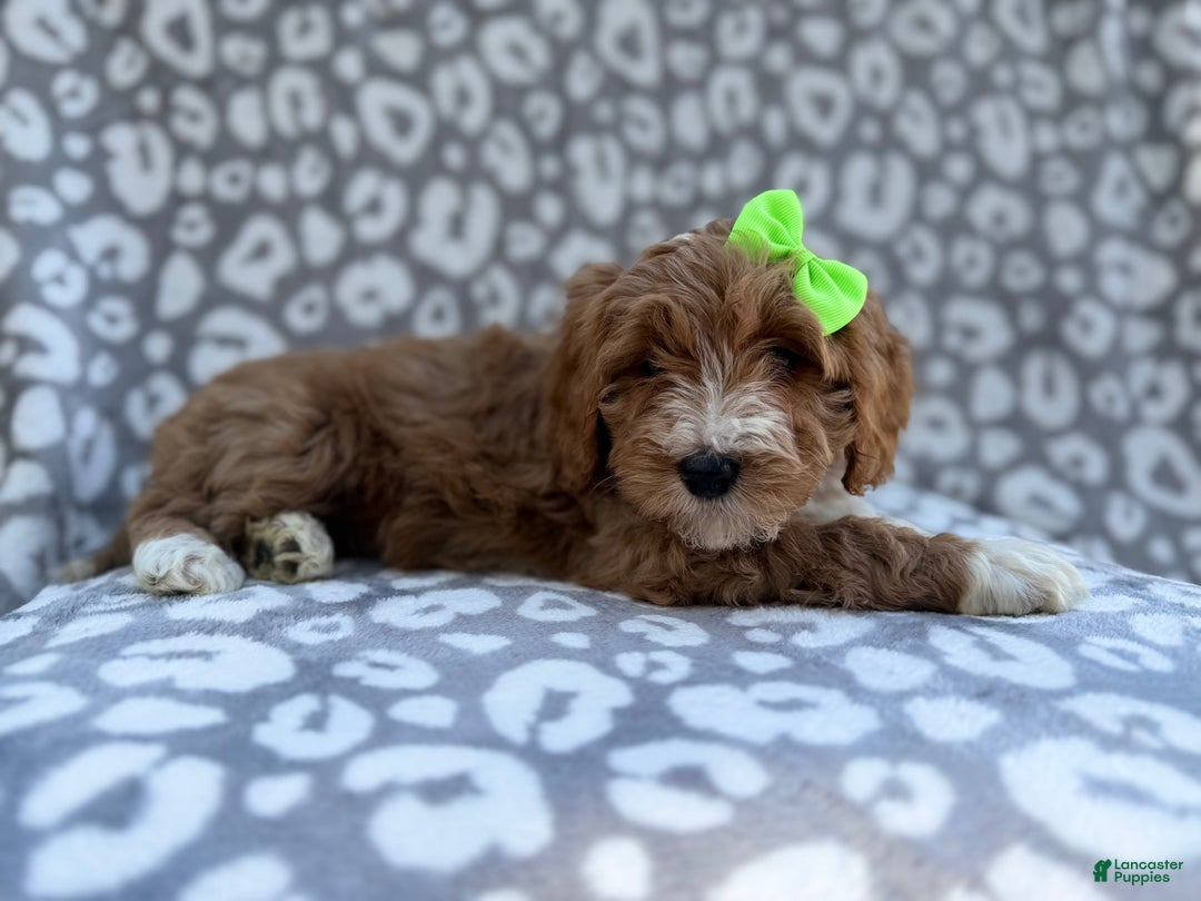 Cavapoo dogs for sale: Willow - Ad 4
