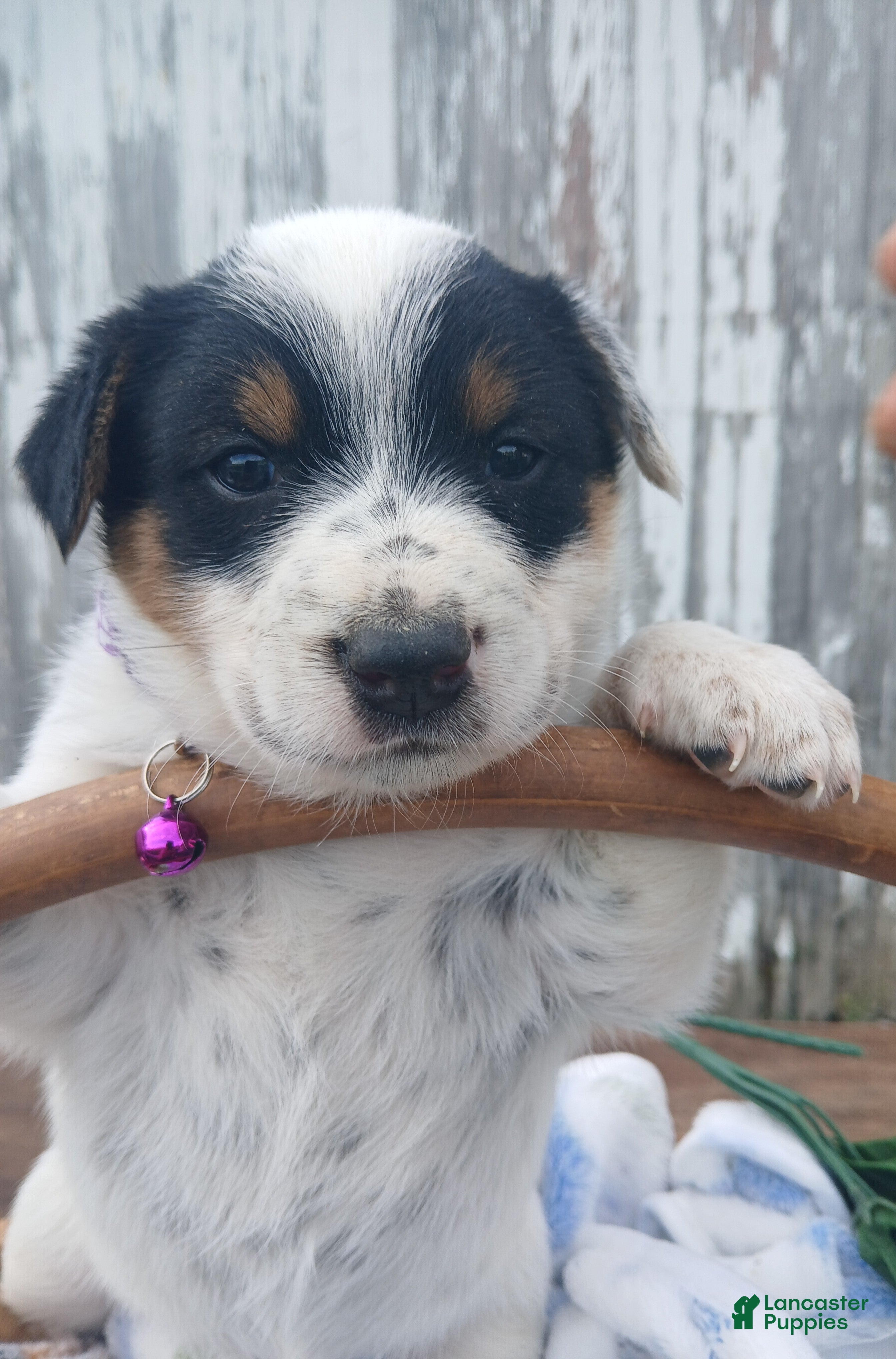 Australian Cattle Dog dogs Australian Cattle Dog Puppy 6 Somer - Ad 14