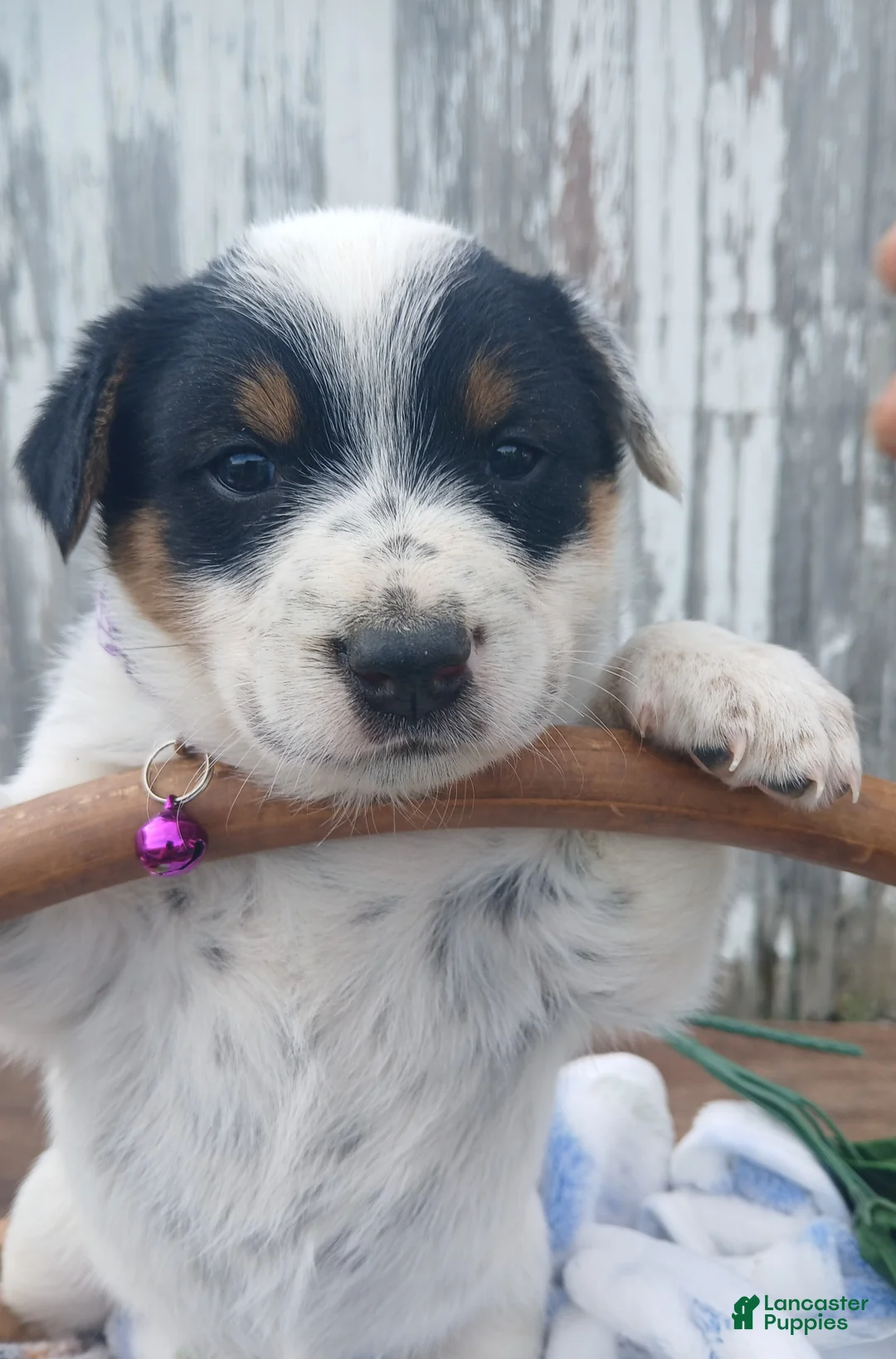 Australian Cattle Dog dogs for sale: Australian Cattle Dog Puppy 6 Somer - Ad 1