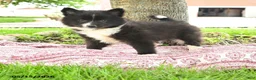 Pomsky dogs for sale: Gavin - Ad 1