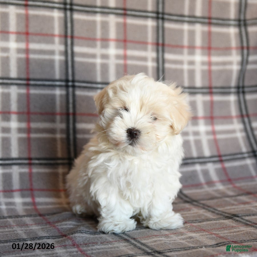 Maltese dogs Riley - Ad 9