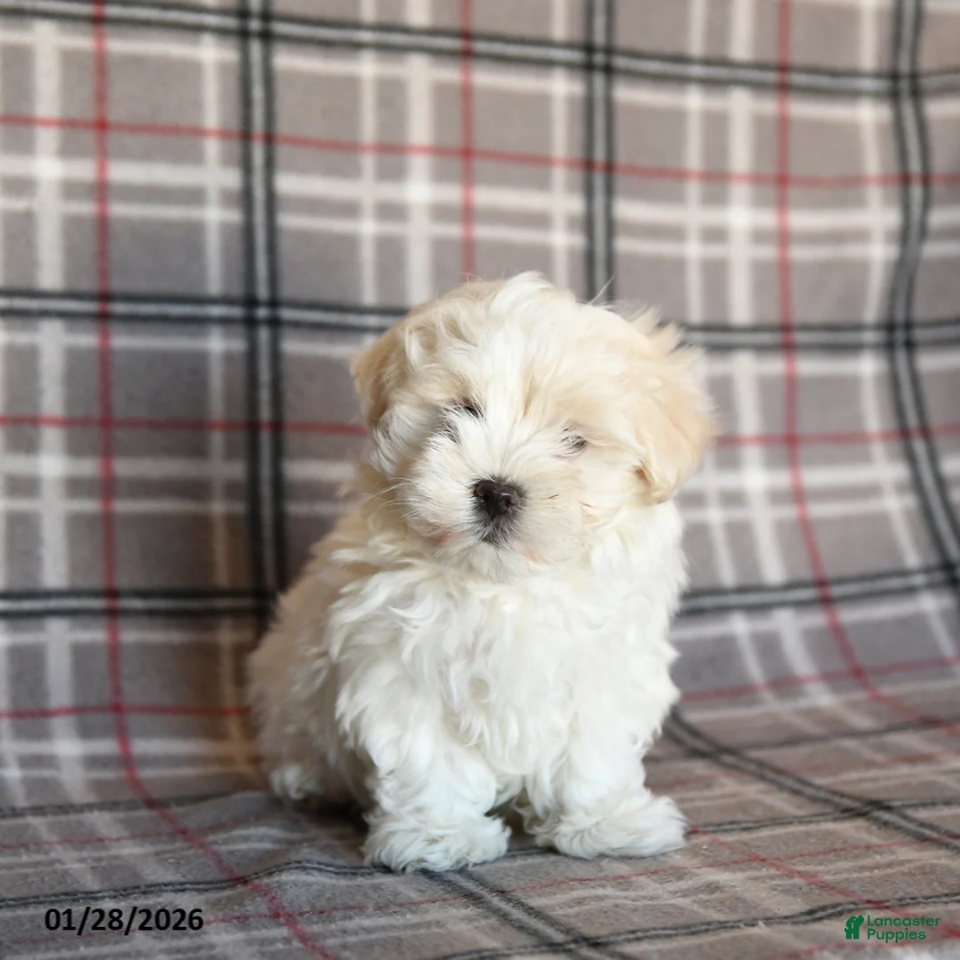 Maltese dogs for sale: Riley - Ad 1